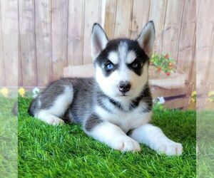 Siberian Husky Puppy for sale in ARTHUR, IL, USA