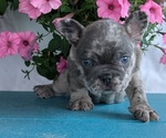 Small #5 French Bulldog
