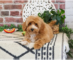 Image preview for Ad Listing. Nickname: Latte