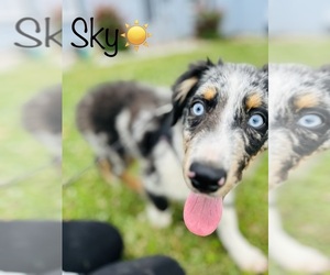 Miniature Australian Shepherd Puppy for sale in ALGOOD, TN, USA