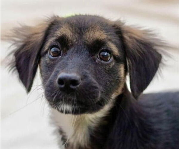 Medium Photo #1 Mutt Puppy For Sale in Canton, CT, USA