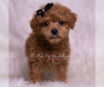 Puppy Kai F1B Maltipoo (Miniature)