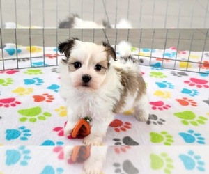 Papitese Puppy for sale in ORO VALLEY, AZ, USA