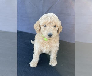 Goldendoodle-Poodle (Standard) Mix Puppy for sale in HACKETT, AR, USA