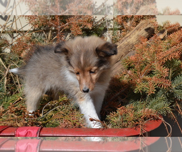Medium Photo #19 Shetland Sheepdog Puppy For Sale in GREENWOOD, WI, USA