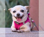 Small Photo #3 Chihuahua Puppy For Sale in Chino Hills, CA, USA
