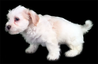 Medium Havanese