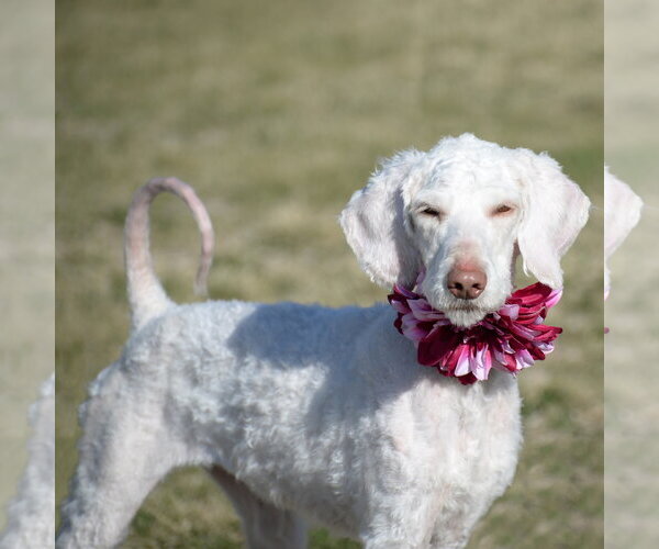 Medium Photo #1 Golden Retriever-Unknown Mix Puppy For Sale in Gretna, NE, USA