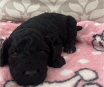 Puppy Athena Jr Poodle (Miniature)