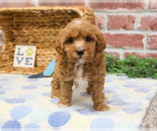 Medium Photo #27 Cavapoo (Miniature) Puppy For Sale in SYRACUSE, IN, USA