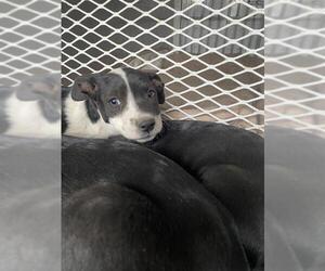 Labrador Retriever Dogs for adoption in Bakersfield, CA, USA