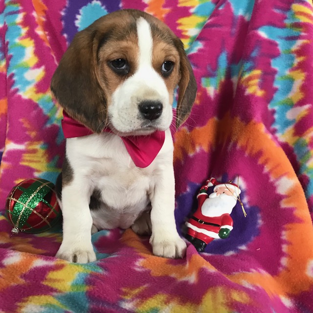 View Ad: Beagle Puppy for Sale near South Australia