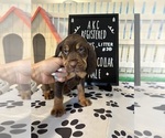 Puppy 10 Bloodhound