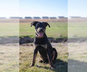Rottweiler-Unknown Mix Dogs for adoption in Sandy, UT, USA