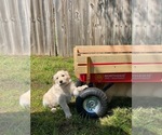 Small Photo #13 Golden Retriever Puppy For Sale in JOPLIN, MO, USA