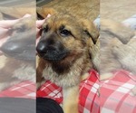 Small Photo #1 German Shepherd Dog Puppy For Sale in WORTHINGTON, MN, USA