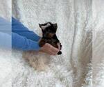 Puppy Puppy 7 Yorkshire Terrier