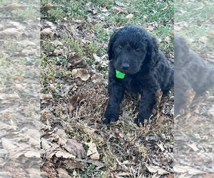 Goldendoodle Puppy for sale in BLAKESBURG, IA, USA