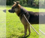 Small #2 German Shepherd Dog Mix