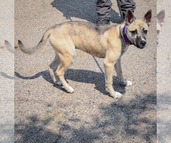 Medium Photo #3 Basenji-Boxer Mix Puppy For Sale in Huntley, IL, USA