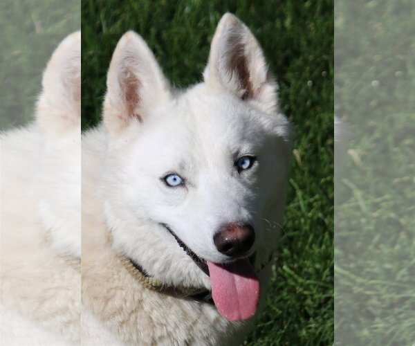 Medium Photo #1 Siberian Husky-Unknown Mix Puppy For Sale in Boise, ID, USA