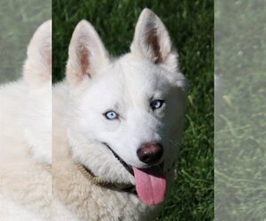 Siberian Husky-Unknown Mix Dogs for adoption in Boise, ID, USA