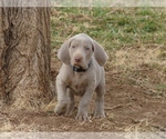 Small Photo #3 Weimaraner Puppy For Sale in AMORITA, OK, USA