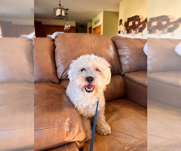 Medium Photo #1 Zuchon Puppy For Sale in Princeton, MN, USA