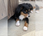 Small Photo #23 Miniature Australian Shepherd Puppy For Sale in COLLEGE STA, TX, USA