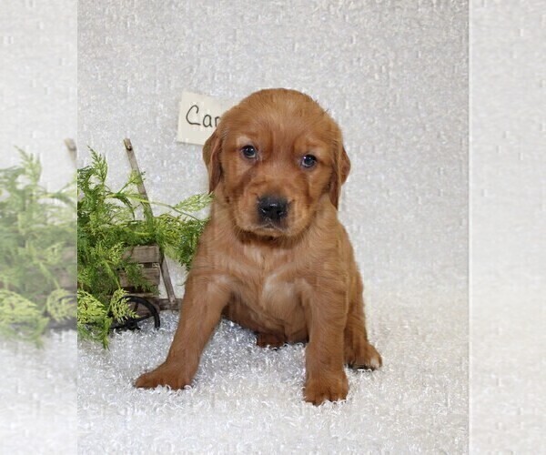 Medium Photo #8 Golden Retriever Puppy For Sale in STANLEY, WI, USA
