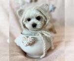 Small #8 Maltese
