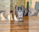 Small #8 Newfoundland