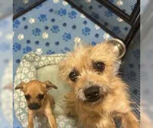 Unknown-Wheaten Terrier Mix Dogs for adoption in Jackson Township, NJ, USA