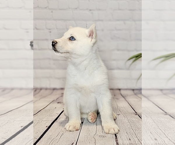 Medium Photo #3 Siberian Husky Puppy For Sale in NORTH LAWRENCE, OH, USA