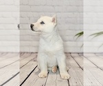 Small Photo #3 Siberian Husky Puppy For Sale in NORTH LAWRENCE, OH, USA