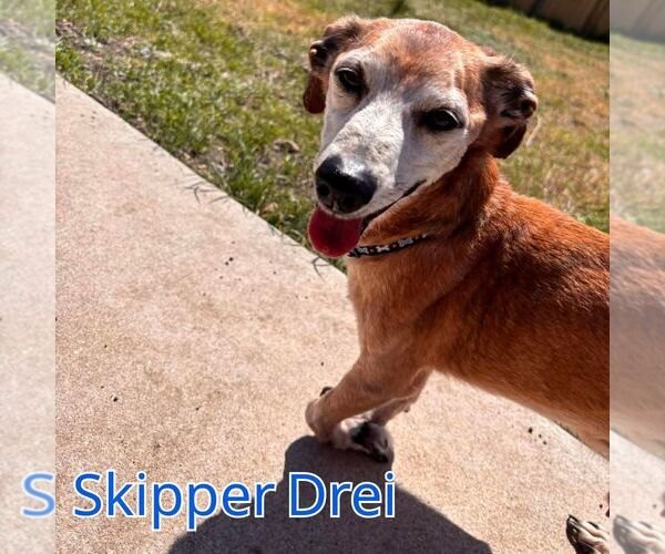 Medium Photo #2 Chiweenie Puppy For Sale in San Antonio, TX, USA