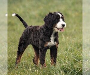 Mother of the Bernedoodle (Miniature) puppies born on 08/21/2025