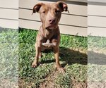 Small Photo #7 Labrador Retriever Puppy For Sale in Rosenberg, TX, USA