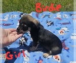 Small Photo #29 Chizer Puppy For Sale in MONTEZUMA, GA, USA