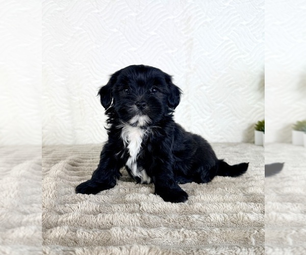 Medium Photo #4 ShihPoo Puppy For Sale in GREENFIELD, IN, USA