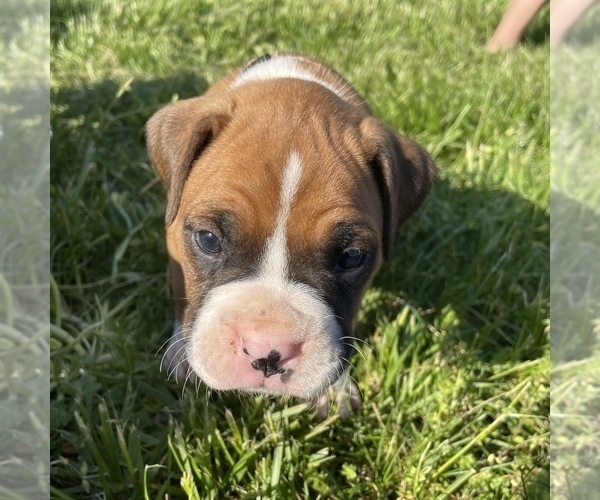 Medium Photo #1 Boxer Puppy For Sale in CLAYTON, DE, USA