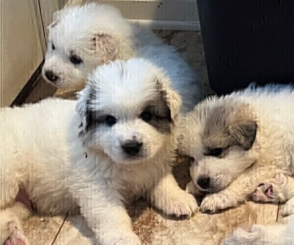 Medium Photo #5 Great Pyrenees Puppy For Sale in MOUNT AIRY, NC, USA