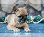 Small #2 French Bulldog
