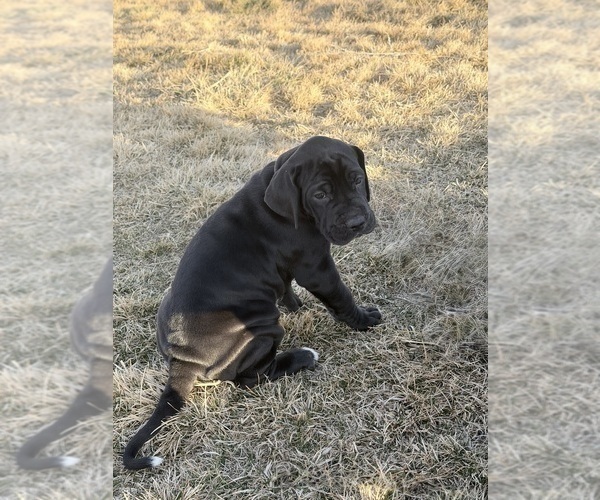 Medium Photo #3 Great Dane Puppy For Sale in OLATHE, CO, USA
