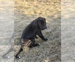 Small Photo #24 Great Dane Puppy For Sale in OLATHE, CO, USA