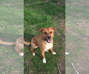 Golden Labrador Dogs for adoption in Scottsboro, AL, USA