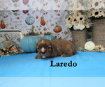 Small #3 Cavalier King Charles Spaniel