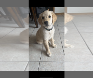 Golden Retriever Puppy for sale in AURORA, IL, USA