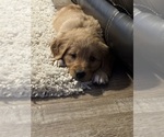 Small Photo #1 Golden Retriever Puppy For Sale in REDDING, CA, USA