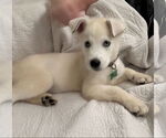 Small #2 Huskies  Mix